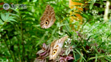Vietsub-Englishsub The Remarkable Way that Butterflies Mate