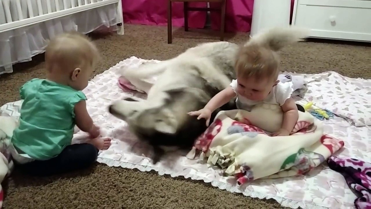 Husky adorably plays with twins