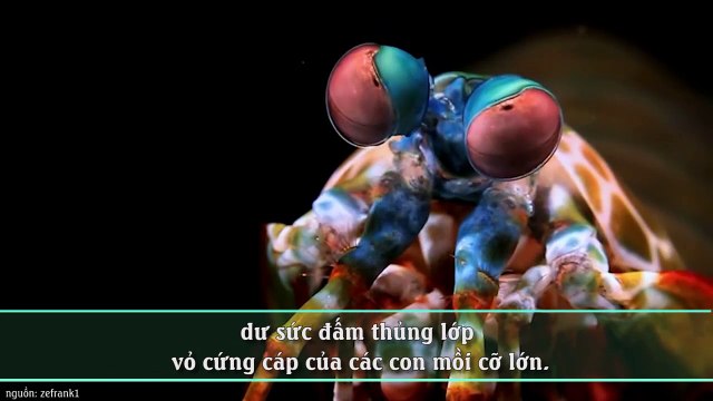 Những “siêu năng lực” của các loài động vật ai cũng phải trầm trồ kinh ngạc