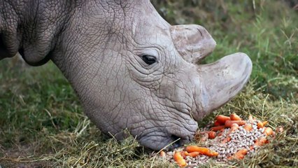 Caring for Sudan, the World's Most Famous Rhino