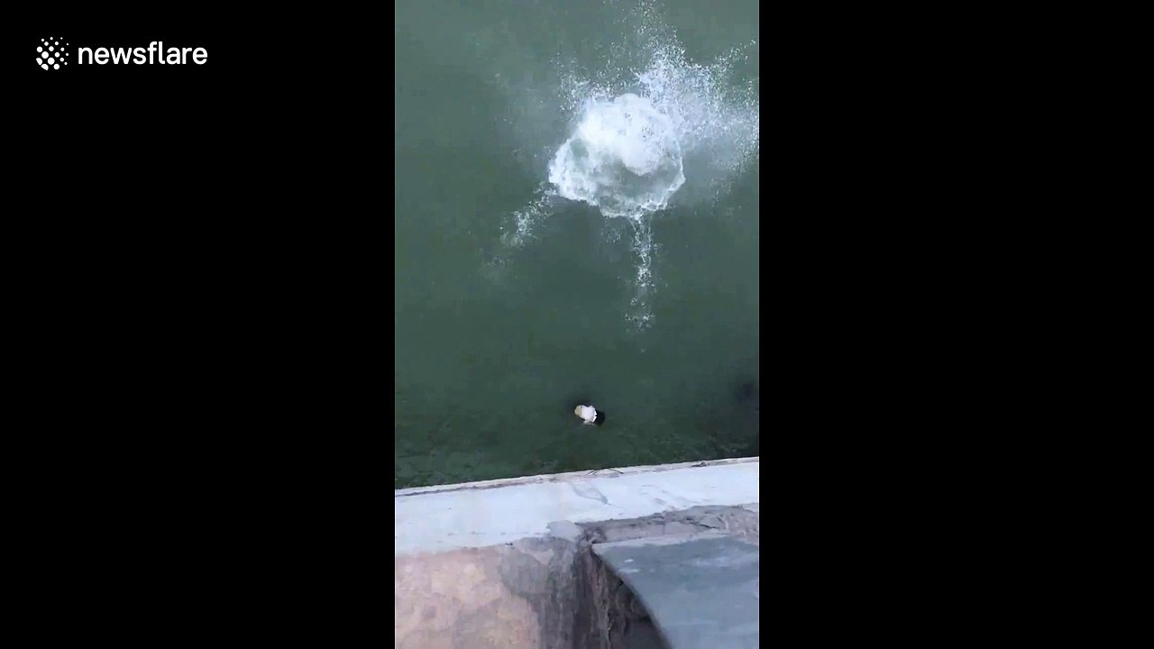 Man rescues woman who jumped off bridge in suicide attempt