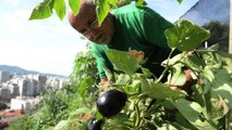 Huertas urbanas ofrecen  productos orgánicos a los moradores