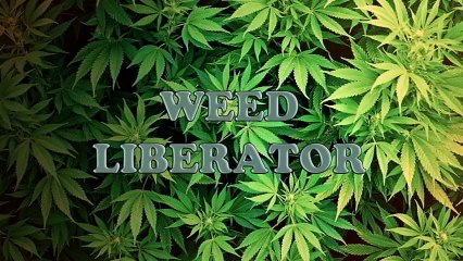 How To Grow AK-48 Germination