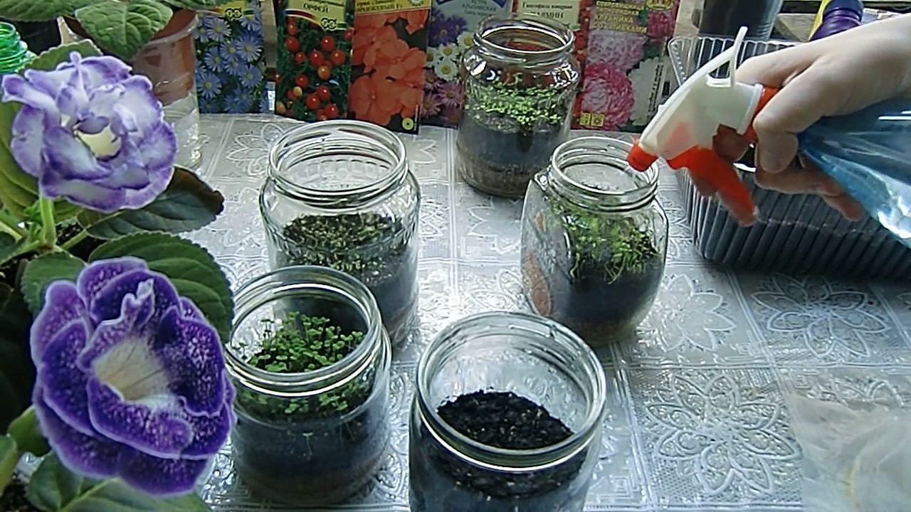 Рассада в стеклянных банках !!! Скандальный метод !!!