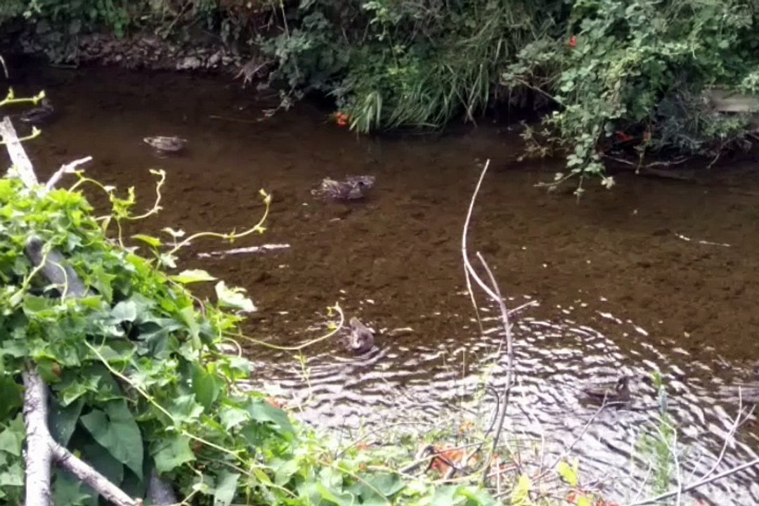 Gezza's Stream:Typical duck flotilla splash-about