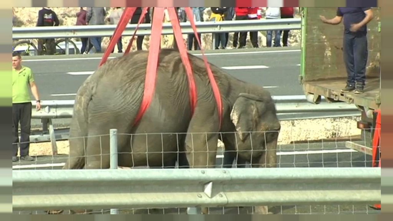 Auf der Überholspur: Elefanten verunglückt