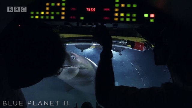 Un requin vient percuter un sous-marin de chercheurs. Moment terrifiant