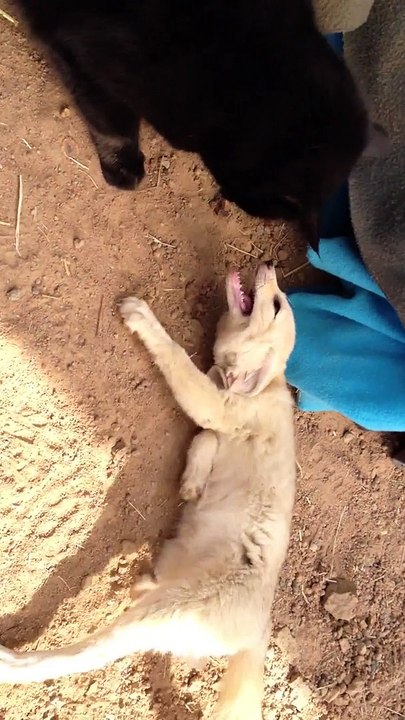 Un fennec et un chat sont les meilleurs amis du monde... Adorable
