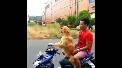 endonezya'da motosiklet süren köpek