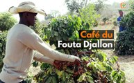Guinée : Café de Fouta Djallon