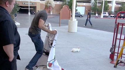 Magic Murray's Magical Bunny Transformation