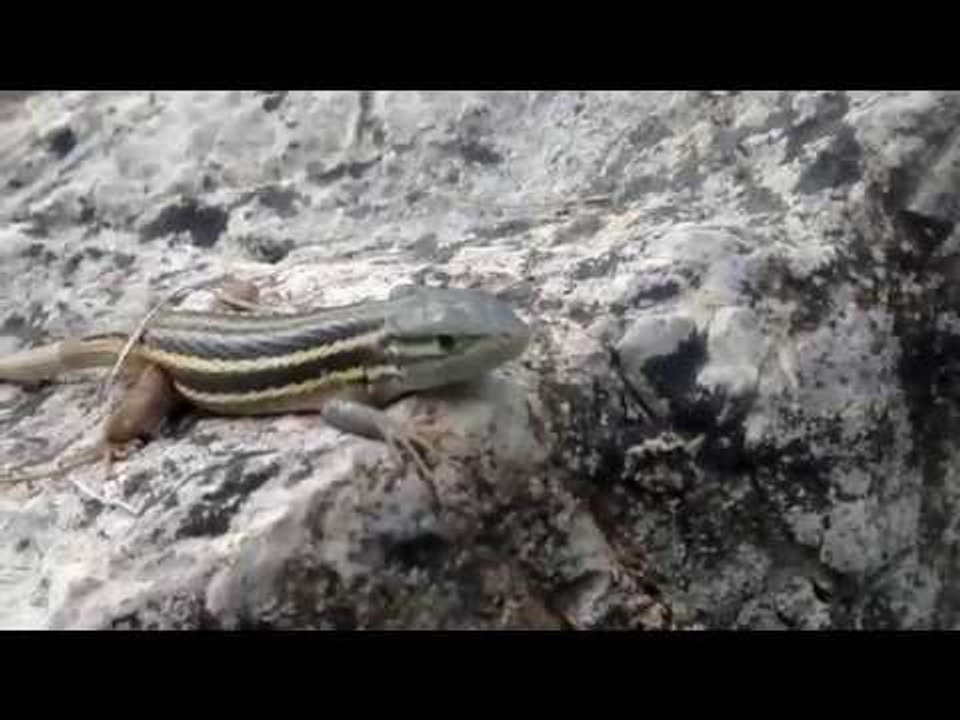 lagartija de la sierra del segura - spain -