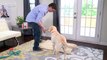 4 Annoying Dog Habits you can Stop with a Simple Crate Pad