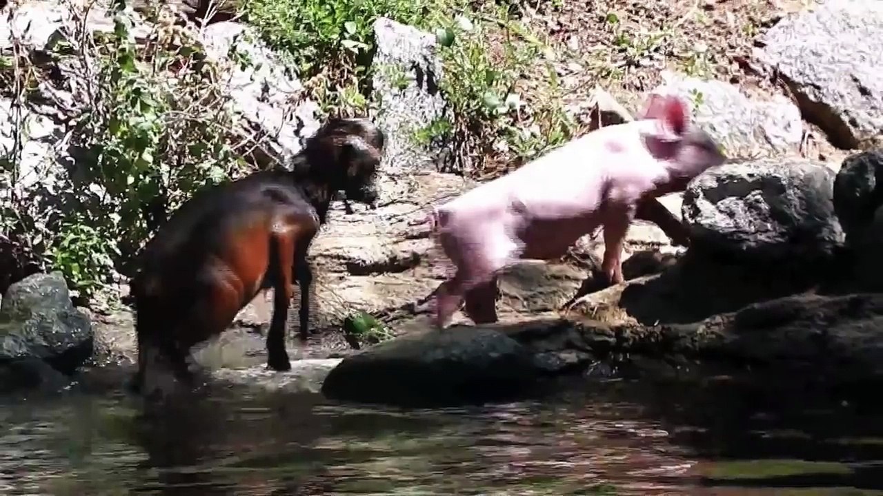 5 Unlikely Animal Heroes