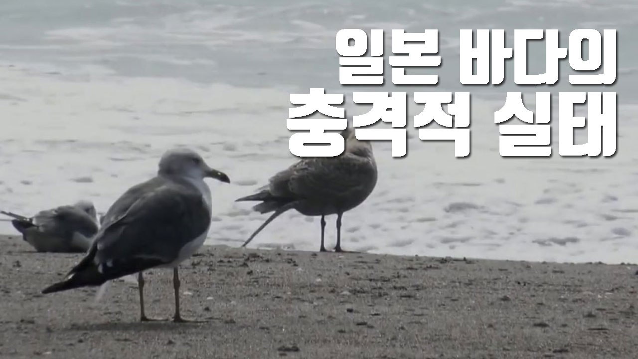 [자막뉴스] 日 해양 미세 플라스틱 농도, 세계 평균의 27배! / YTN