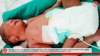Macaque Abducts 16-Day-Old Infant Boy, Then Drops Him In A Well