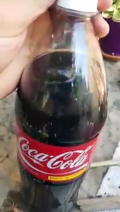 Rata dentro de Bebida Coca Cola