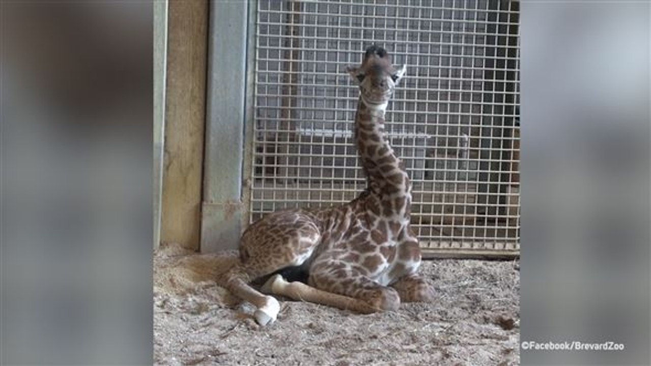 Lustige Lauscher: Giraffen-Baby wackelt mit den Ohren