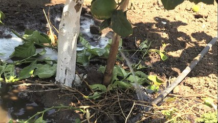 Avocados für Europa trocknen Chile aus