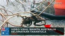 Video viral wanita selamatkan tarantula dari banjir - TomoNews