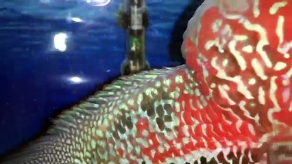 Flowerhorn Tank Setup