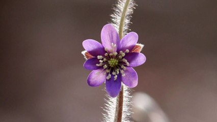 [영상] 봄에 피는 들꽃...반갑다 노루귀야 / YTN