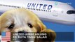 United bawa anjing di pesawat yang salah, penerbangan tertunda dua jam - TomoNews