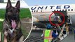 Hewan dalam pesawat: United Airlines keliru kirim anjing ke Jepang - TomoNews