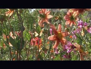 REPORTAGES : Les hommes du Luberon, De la petite graine - 05 11 2008