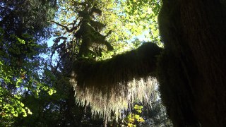 Hoh Rainforest, Olympic NP, Washington, USA in 4K (Ultra HD)