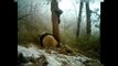 Panda giganti in riproduzione in una riserva naturale in Cina