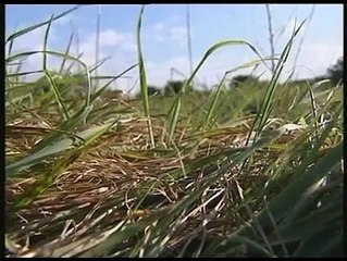 JOURNAL : Journal du jeudi 5 février 2009