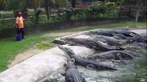 Unbelievable Crocodile Feeding And How To Feed Crocodile!