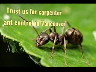Trust us for carpenter ant control in Vancouver