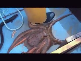 SPECIAL :   Oikos - Devoir de protection - Maisons poissons