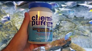 Are They Floating? Simple Tips on Crystal Clear Aquarium Water