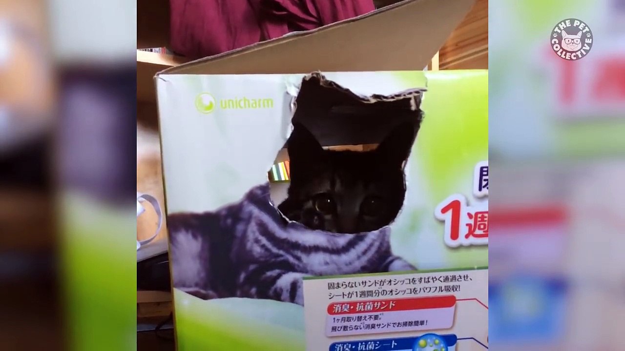 Animals Who Love Boxes!