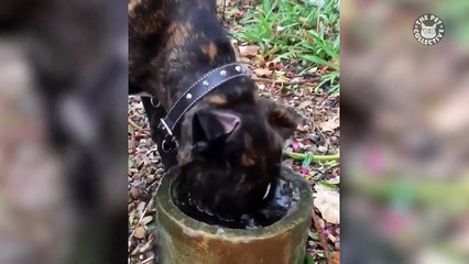 Best Pets of the Week - March 2018 Week 3