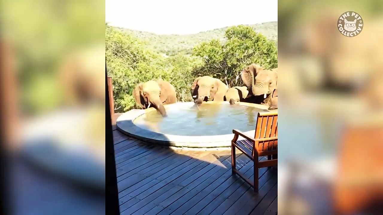 Thirsty AF Pets - Pets Drinking Water Compilation