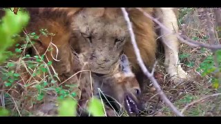 ETERNAL ENEMIES: HYENA STEALS LION KILLS