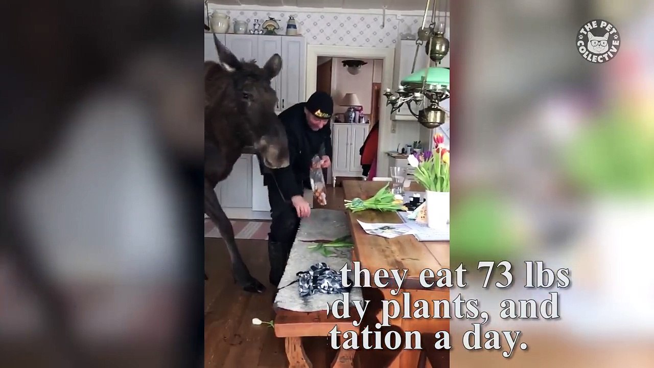 Today I Learned- Moose