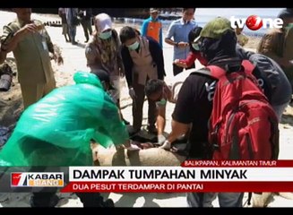 Dampak Tumpahan Minyak, Dua Pesut Terdampar di Pantai