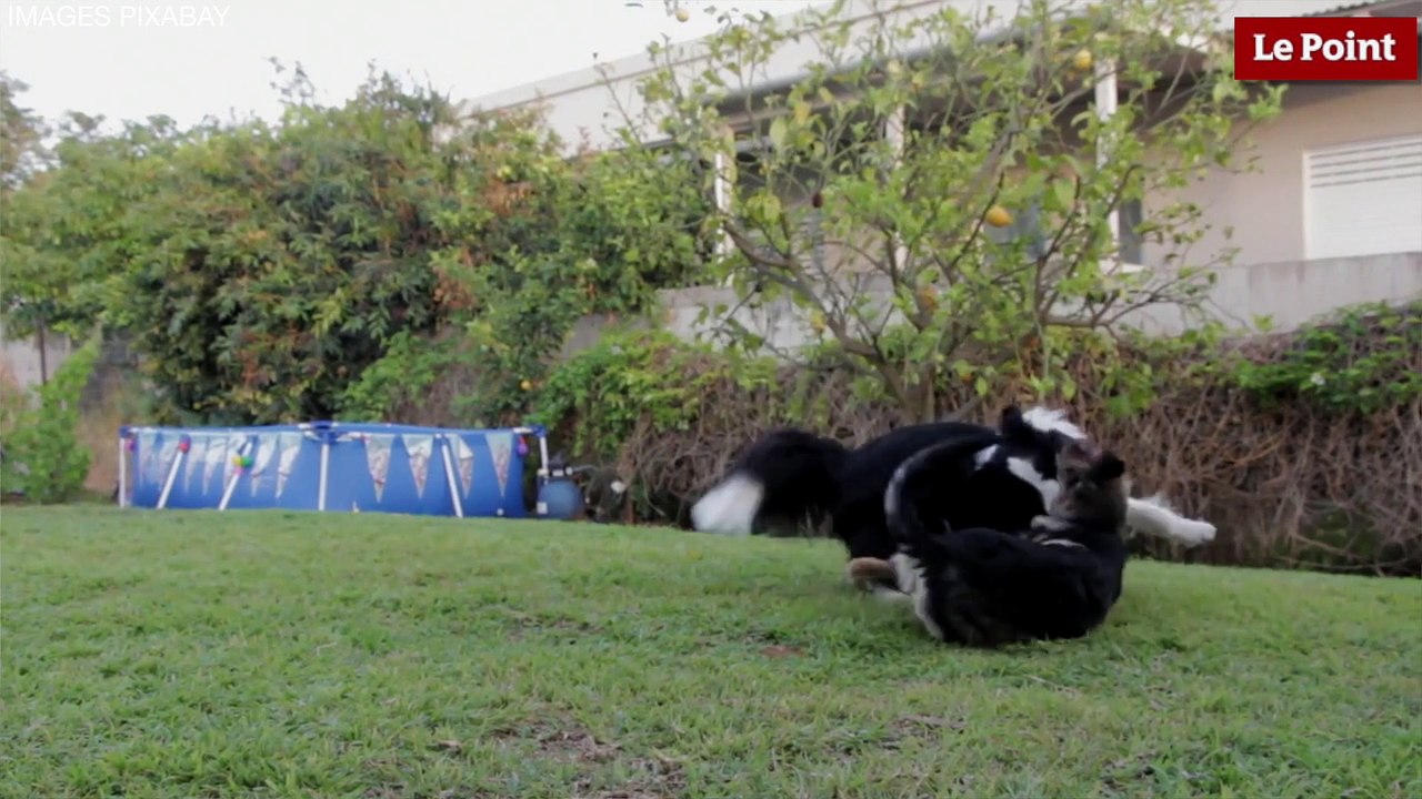 Thierry Bedossa : Choisir un chien de race ou un chien croisé ?