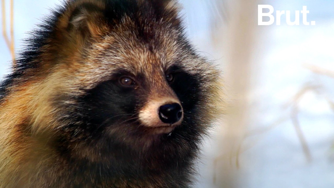 La tête d'un raton laveur, le corps d'un chien : c'est le "raccoon dog"