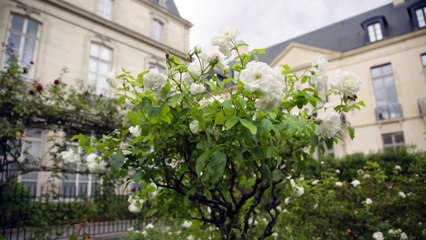 [EXTRAIT 2] « L’important, c’est la rose » : les chercheurs