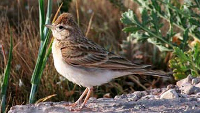 LA REVUE : La revue : Jean Boutin