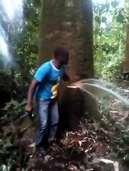 Cet arbre crache de l'eau comme un geyser... Incroyable