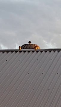 Cet oiseau a trouvé son nouveau jeu favoris... Manège gratuit