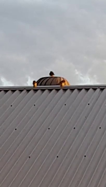 Cet oiseau a trouvé son nouveau jeu favoris... Manège gratuit