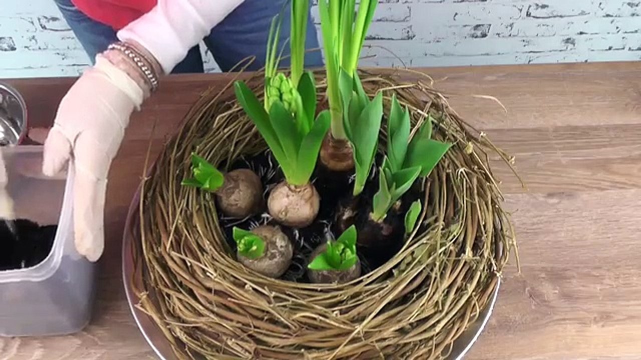 DIY: hübscher Osterkranz mit Frühlingspflanzen [How to] Deko Kitchen